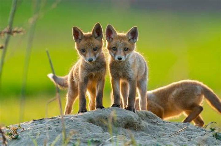 2 Babies 1 Fox: Unpacking an Unusual Encounter