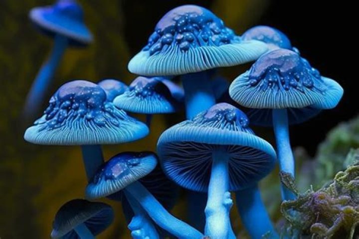 Essential Blue Meanies Mushroom Identification: A Guide for Safe Foraging