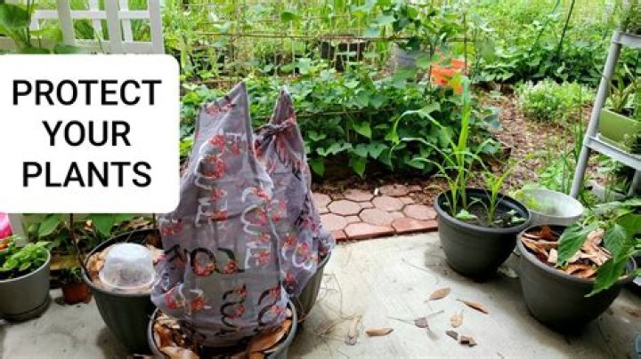 Protecting Your Garden's Joy: Understanding Daisys Destructionprime