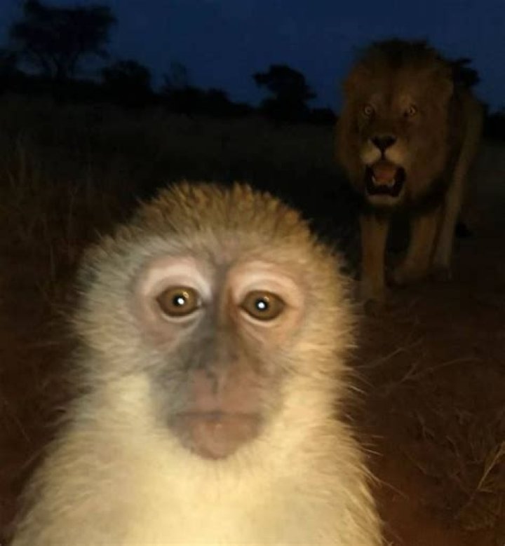 The Monkey Lion Meme: A Look at What Makes Online Humor Stick Today, October 26, 2023